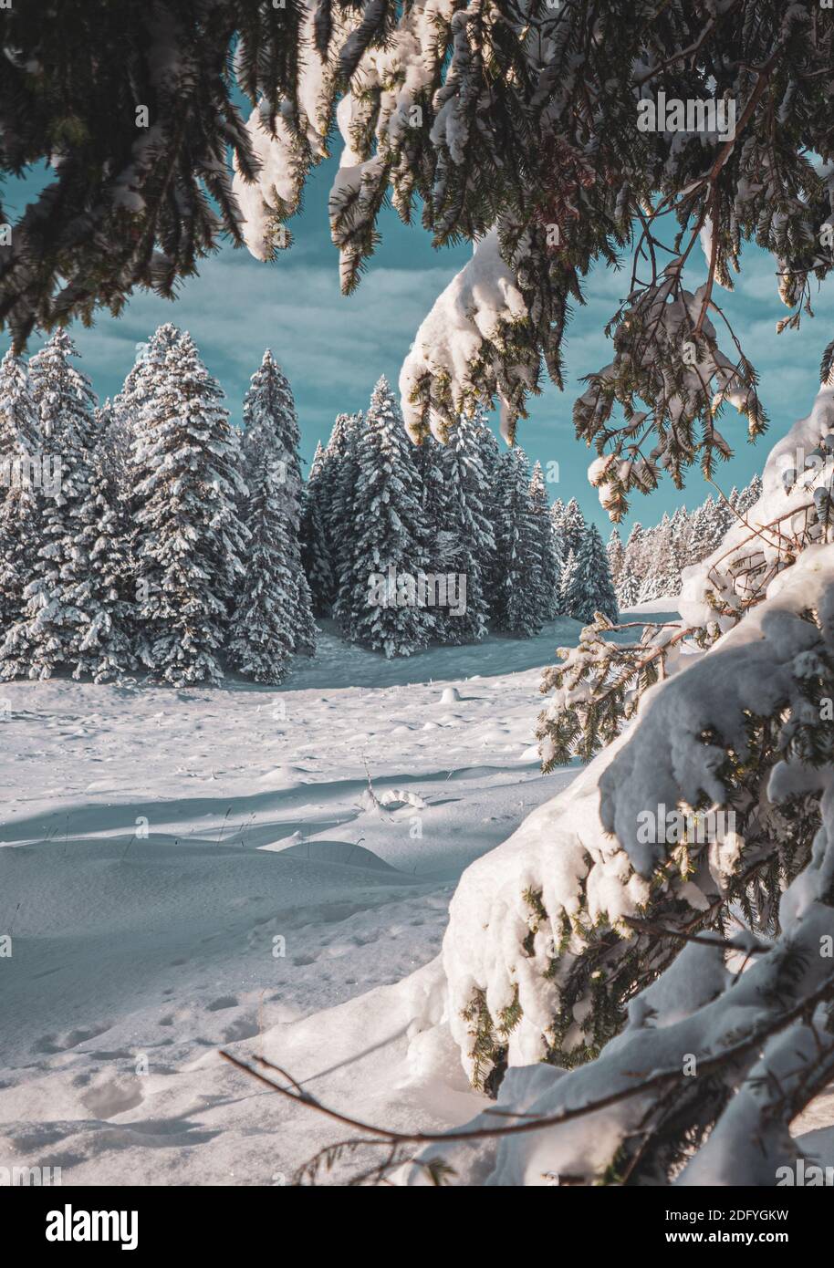 Primo piano di un ramo di pineta carico di neve contro uno splendido paesaggio invernale di campi innevati e pini. Foto Stock