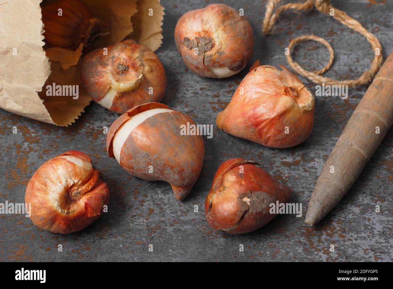 Tulipa. Bulbi di tulipani pronti per la semina in autunno. Regno Unito Foto Stock