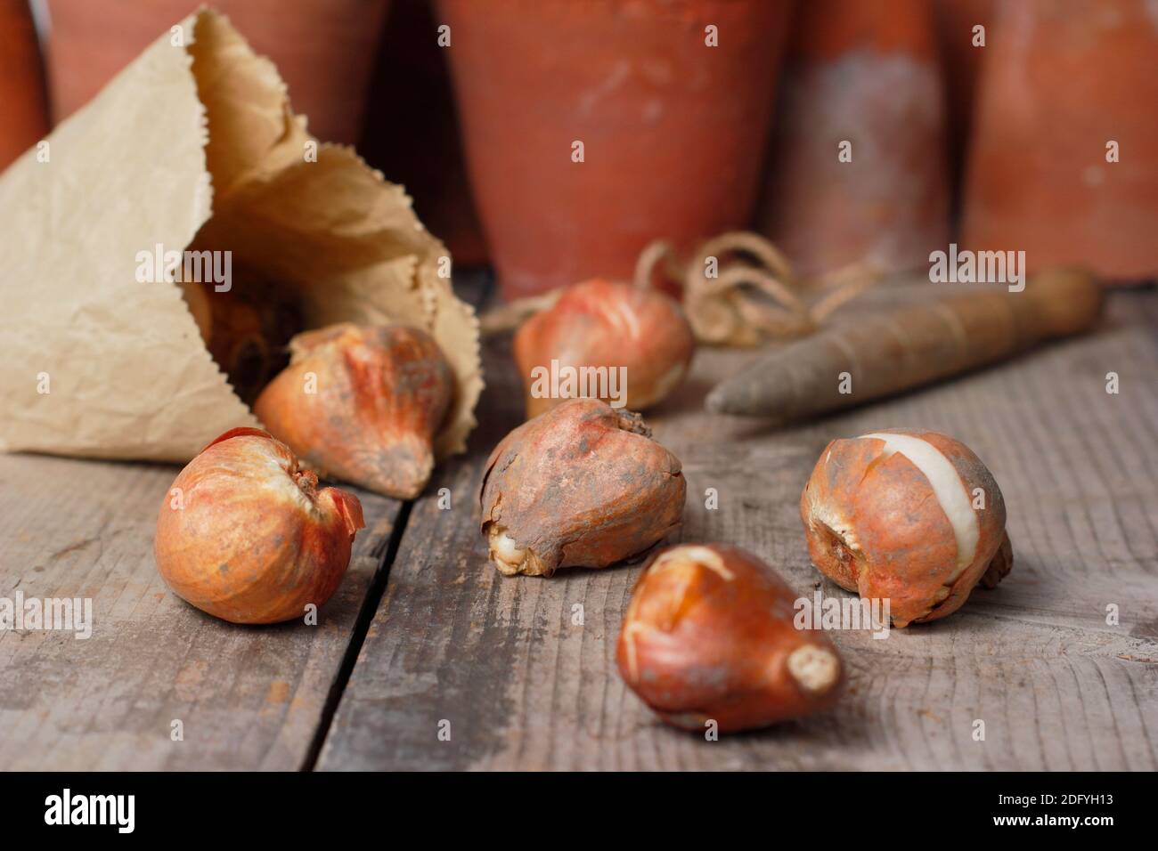 Tulipa. Bulbi di tulipani pronti per la semina in autunno. Regno Unito Foto Stock