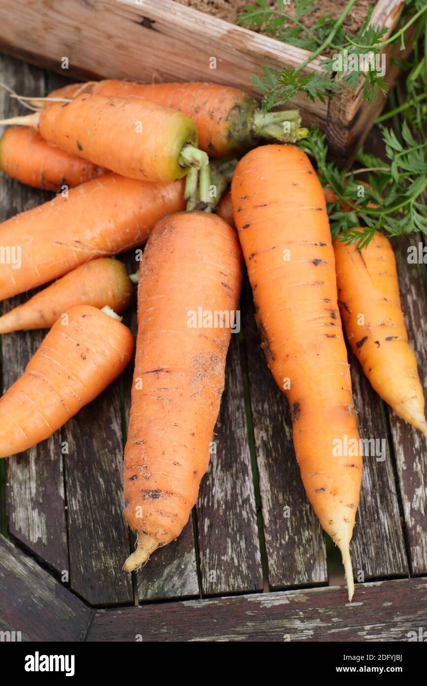 Daucus carota "Re d'autunno". Carote appena raccolte in casa-cresciute che asciugano un po 'prima di immagazzinare in sabbia umida in una cassa di legno. REGNO UNITO Foto Stock