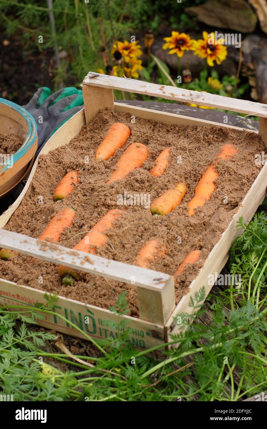 Daucus carota "Re d'autunno". Immagazzinando le carote da radici layering in sabbia umida in una cassa di legno. REGNO UNITO Foto Stock