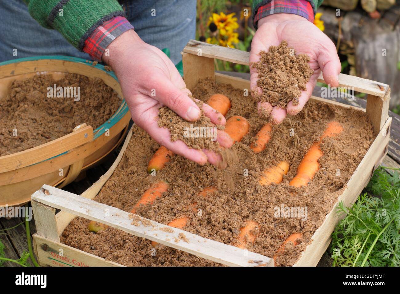 Daucus carota "Re d'autunno". Immagazzinando le carote da radici layering in sabbia umida in una cassa di legno. REGNO UNITO Foto Stock