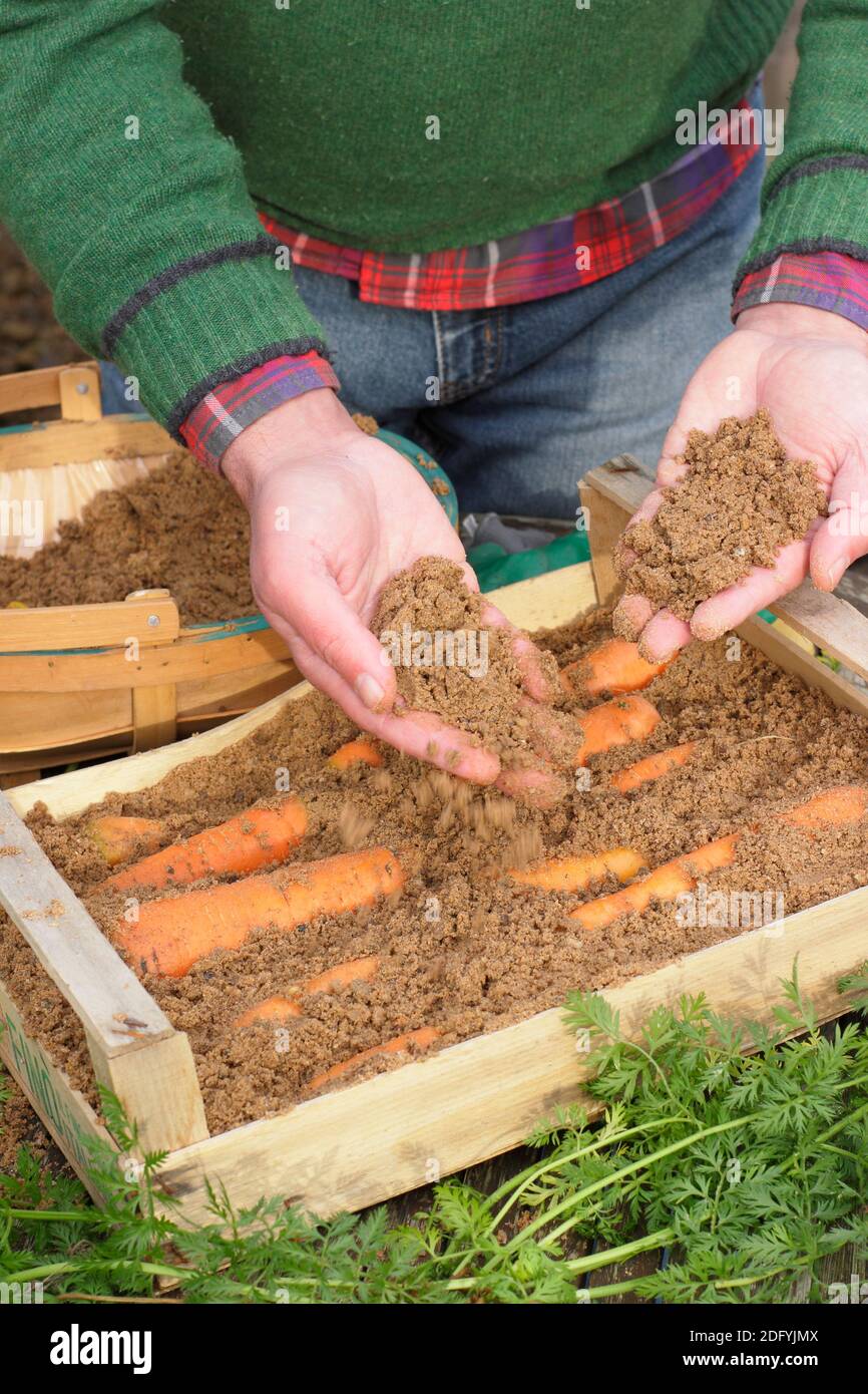 Daucus carota "Re d'autunno". Immagazzinando le carote da radici layering in sabbia umida in una cassa di legno. REGNO UNITO Foto Stock