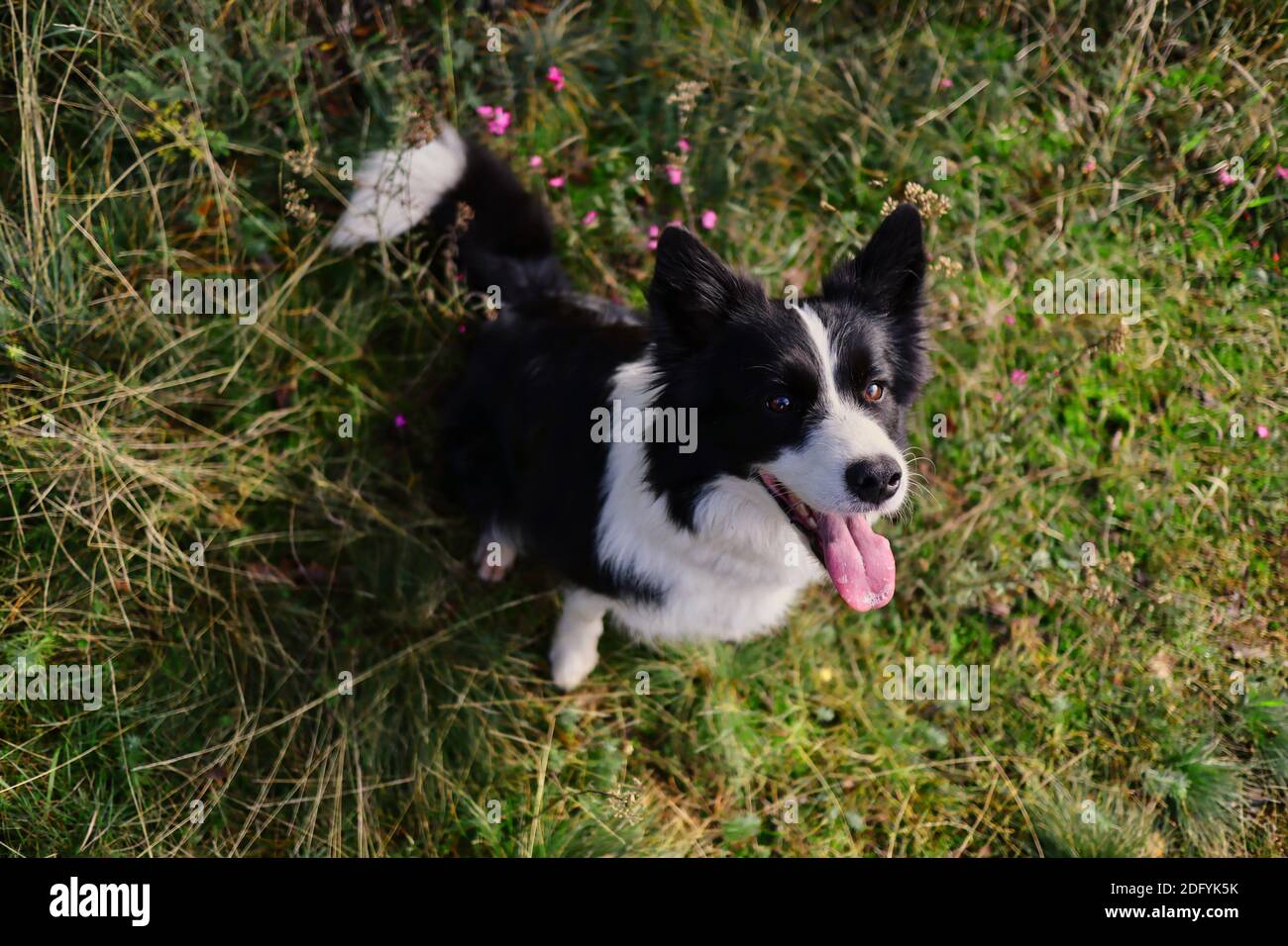 Collie di bordo dall'alto in basso seduto nell'erba. Cane bianco e nero con lingua fuori in natura. Foto Stock