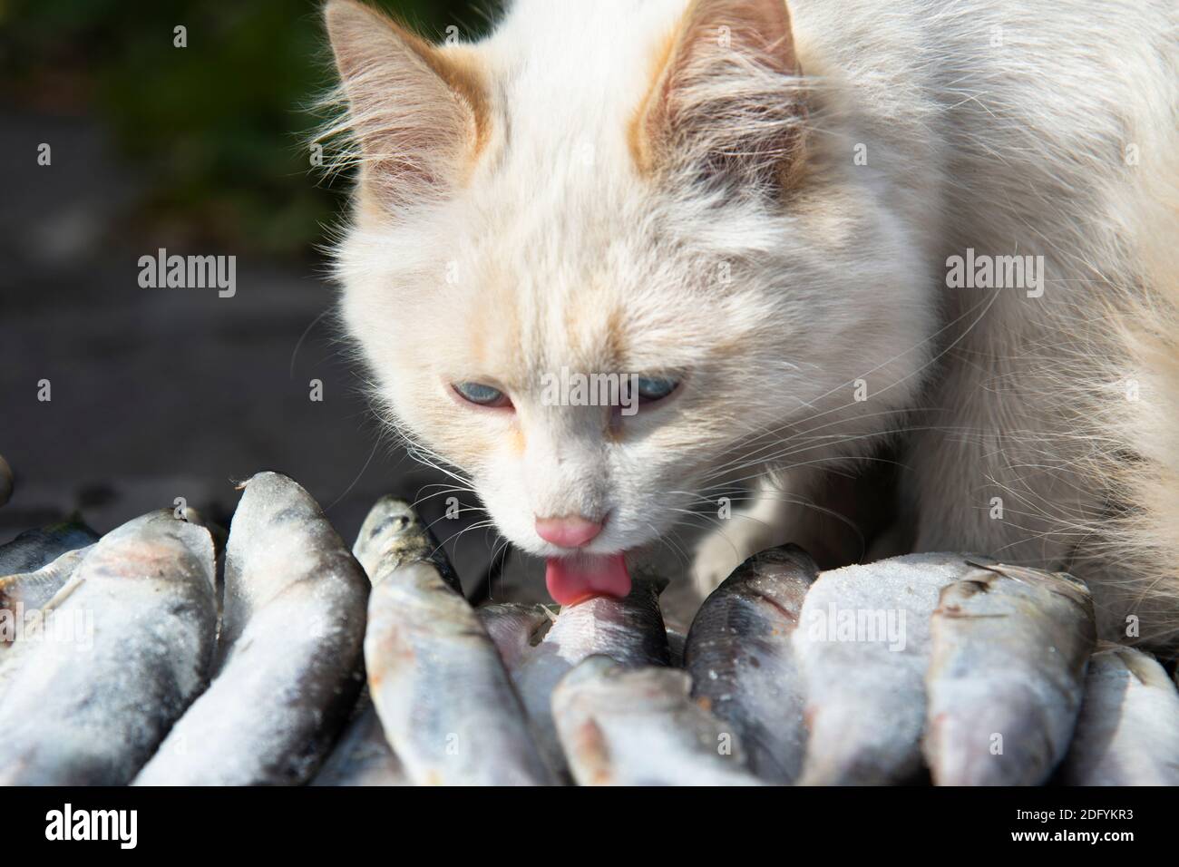 Gatto bianco che leccano il pesce. Un sacco di pesce piccolo e un gatto bianco sta andando a mangiare. Foto Stock