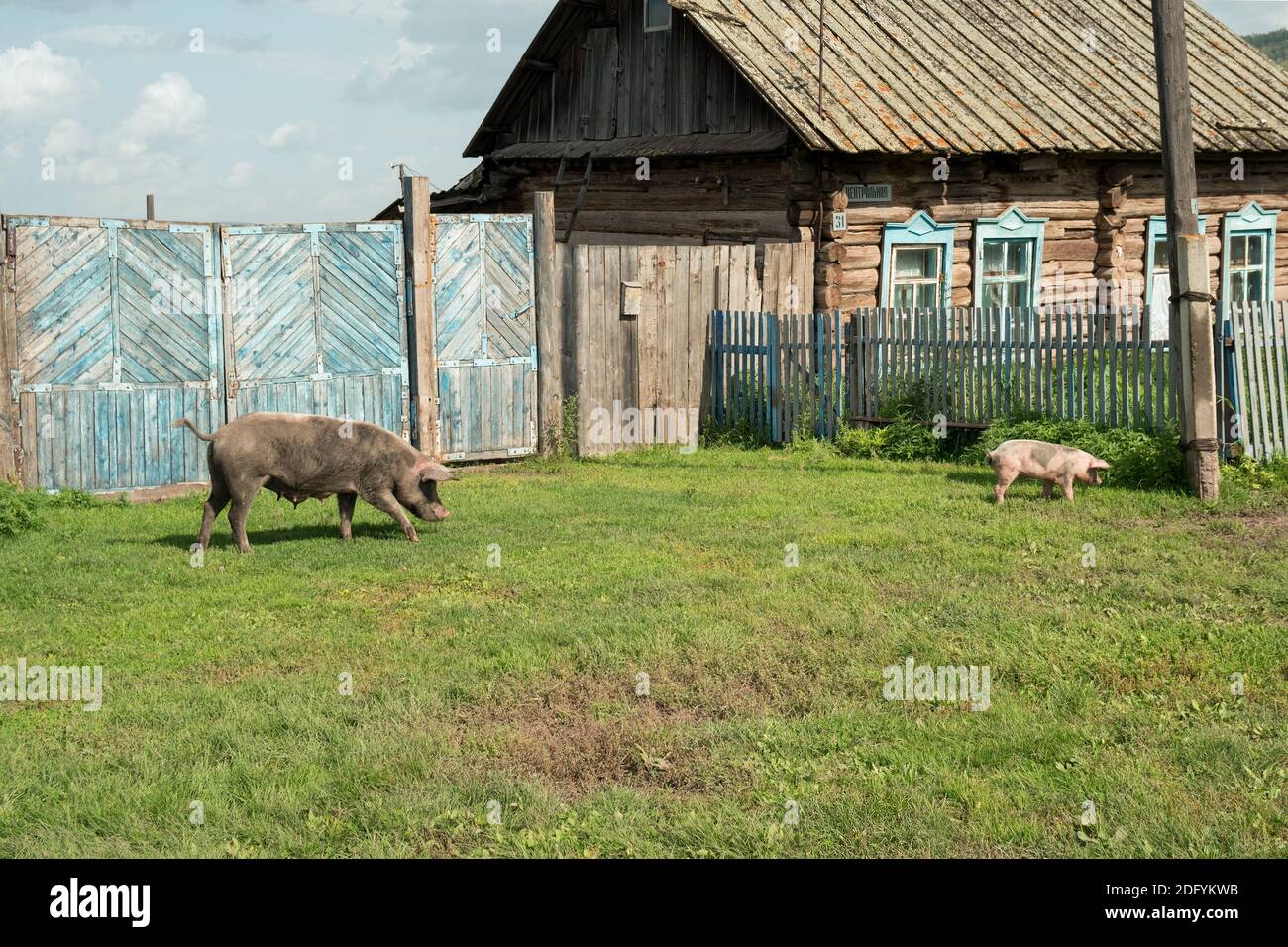 Una scrofa germogliata con un piccolo suino pascolano su un prato verde vicino ad un cancello di legno di fronte ad una capanna su una strada del villaggio. Foto Stock