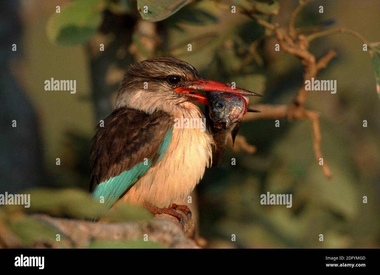 Braunkopfliest, albiventris halcyon, Martin pescatore con cappuccio marrone Foto Stock