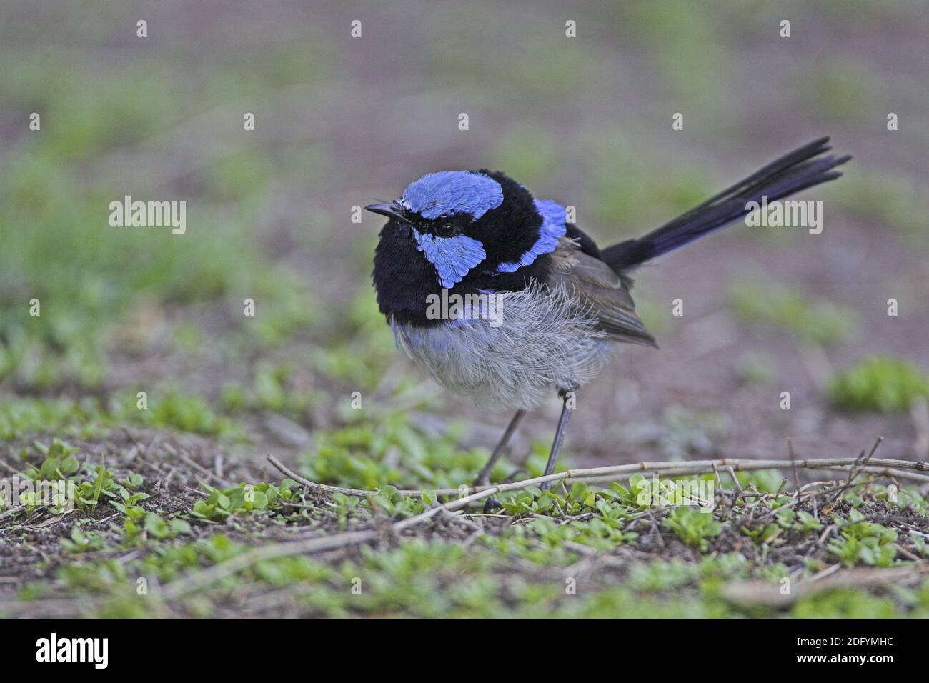 Prachtstaffelschwanz, blaustaffelschwanz, malurus cyaneus, fairywren australiano, wren blu, superbo fairywren blu, superbo w Foto Stock