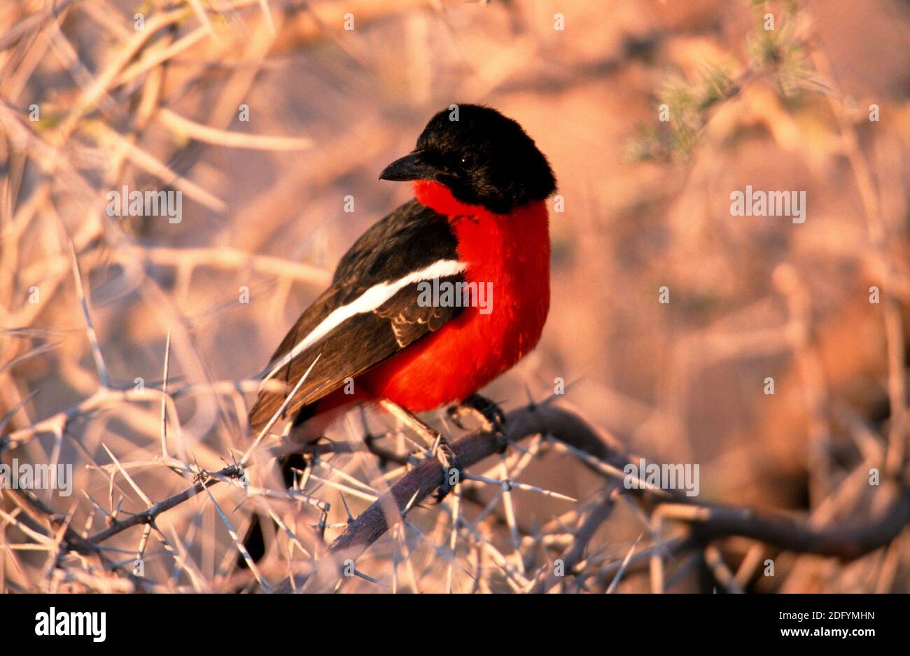 Laniarius atroccineus, gonolek impanato, Gonolek di Burchell Foto Stock
