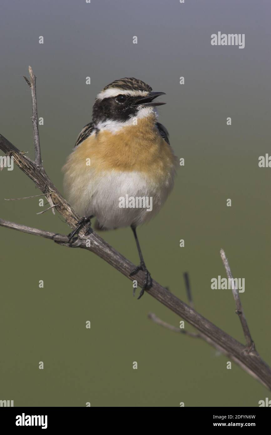 Braunkehlchen, Whinchat, Saxicola rubra Foto Stock