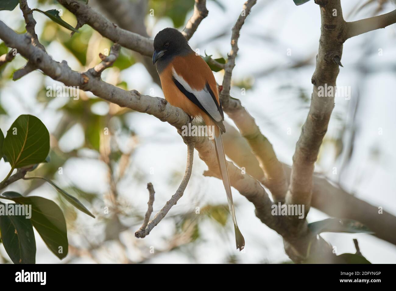 Un Treepie Rufous su un albero di ficus in Todgarh Raoli Wildlife Sanctuary, India Foto Stock