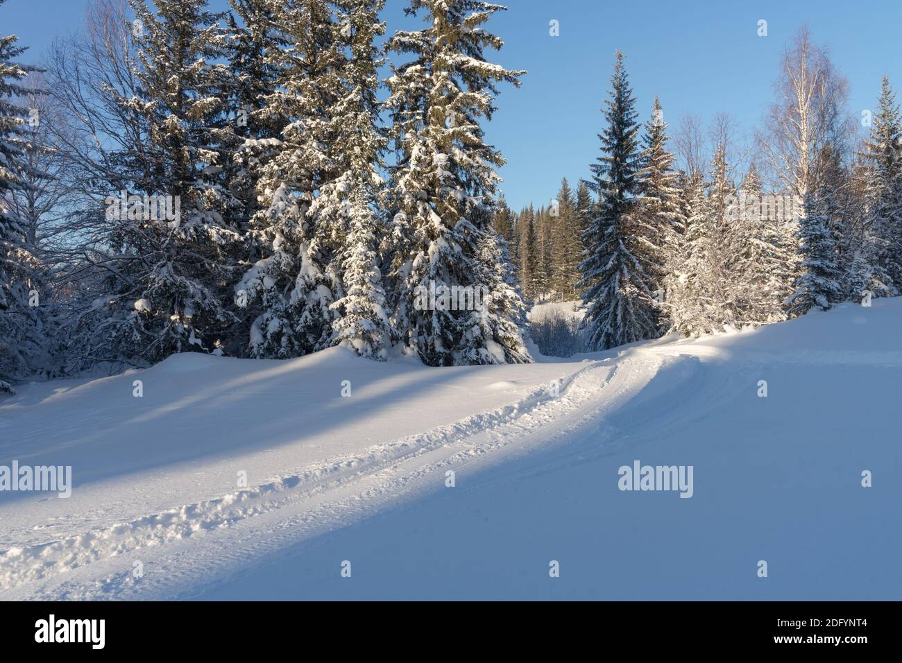 Il sentiero conduce attraverso una deriva di neve nella foresta ad alti abeti innevati in una soleggiata giornata invernale. Foto Stock