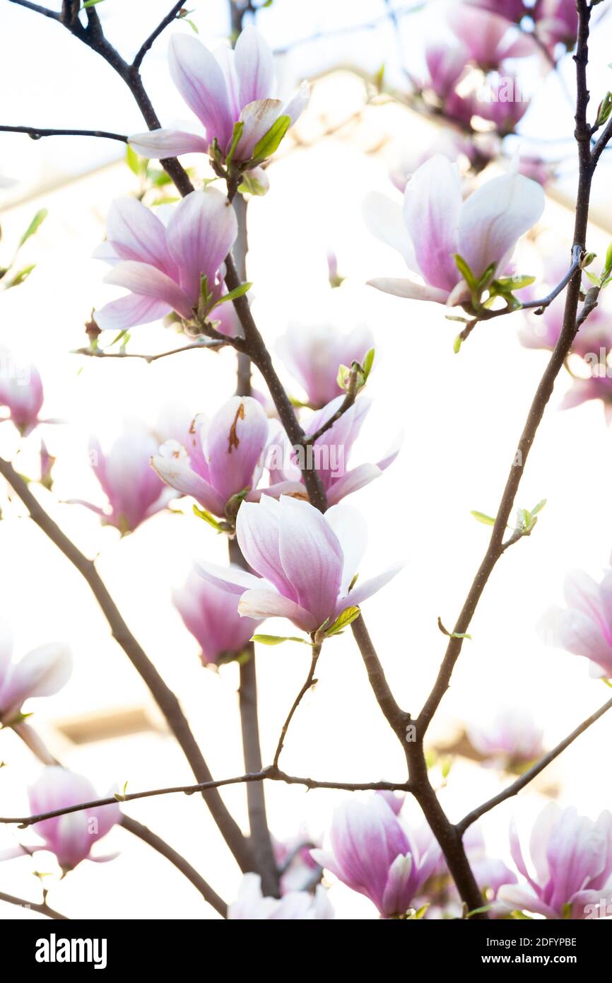 Primo piano di un albero di Magnolia con bellissimi fiori rosa Foto Stock