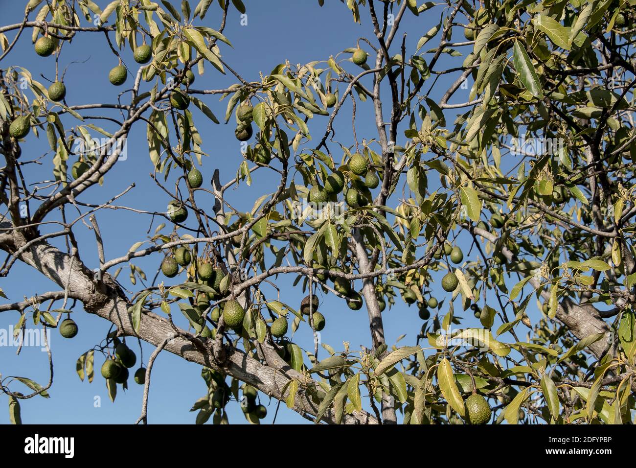 L'albero di avocado di Hass (persea americana) che porta un sacco di avocado, diversi braci contro un cielo blu. Orchard a Queensland, Australia. Foto Stock