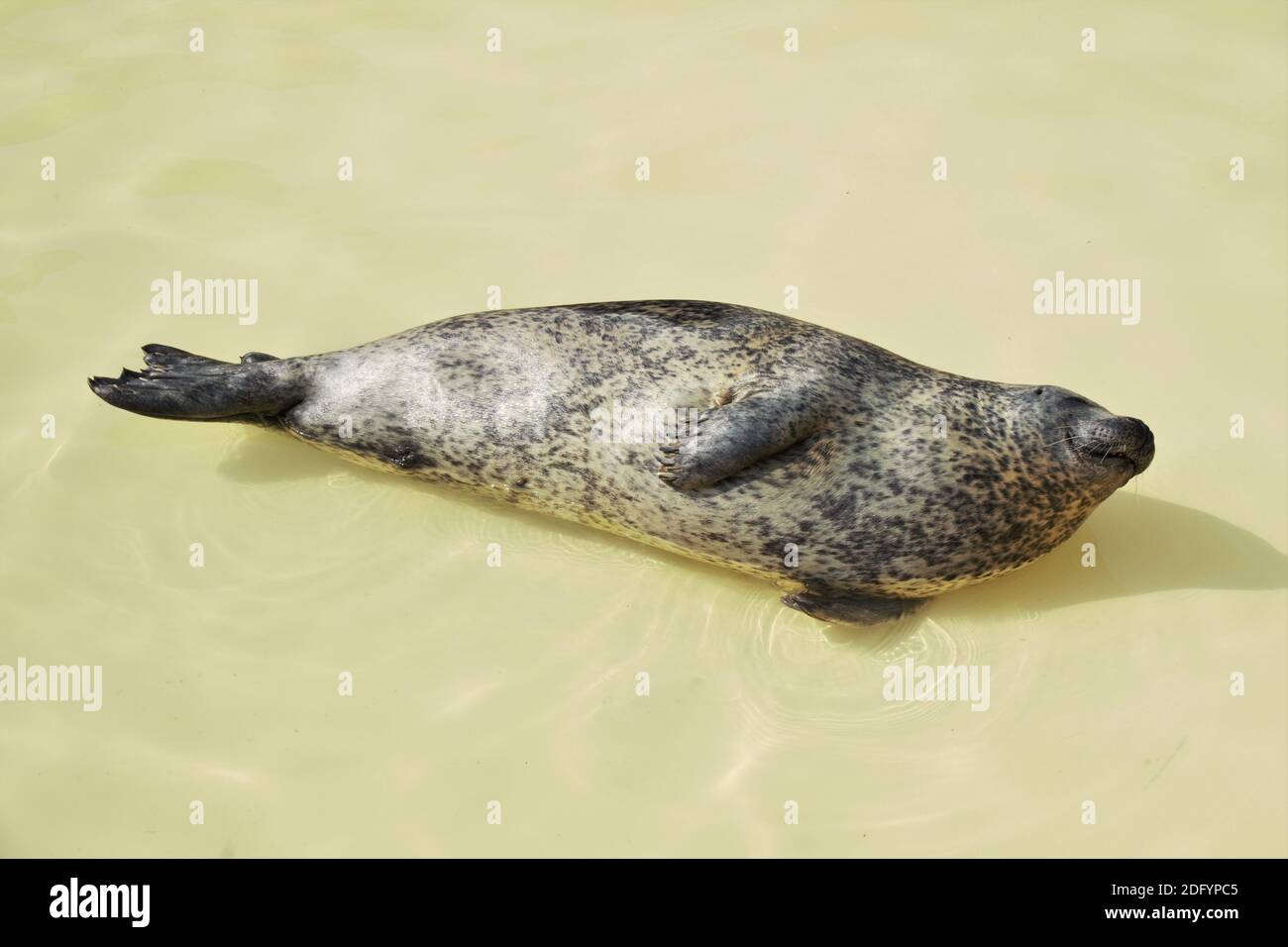 Cane di mare godendo il sole e l'acqua a Texel, Paesi Bassi. Foto Stock