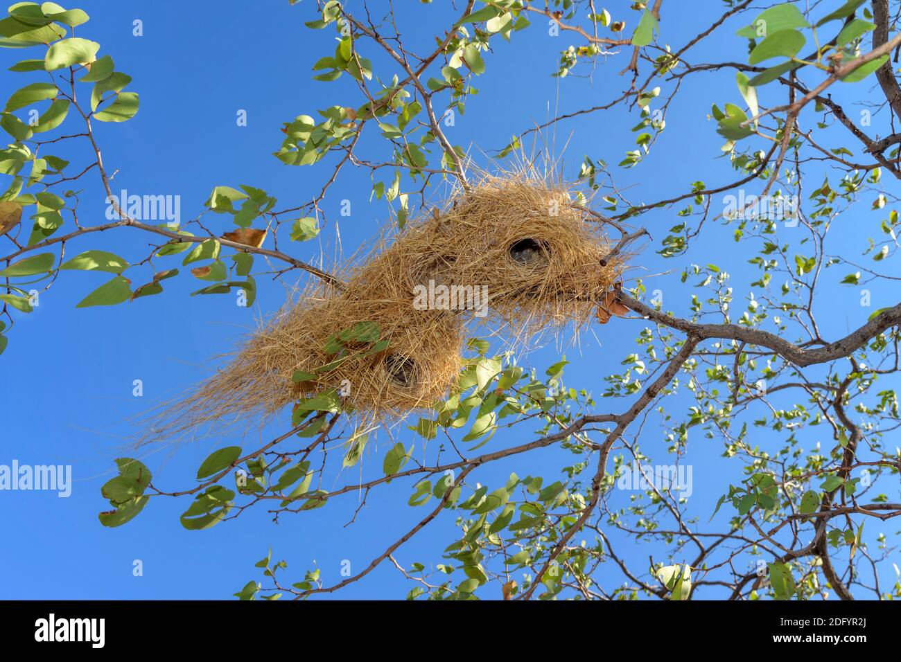Wever nido d'uccello costruire in albero visto dal basso, Damaraland, Namibia. Foto Stock