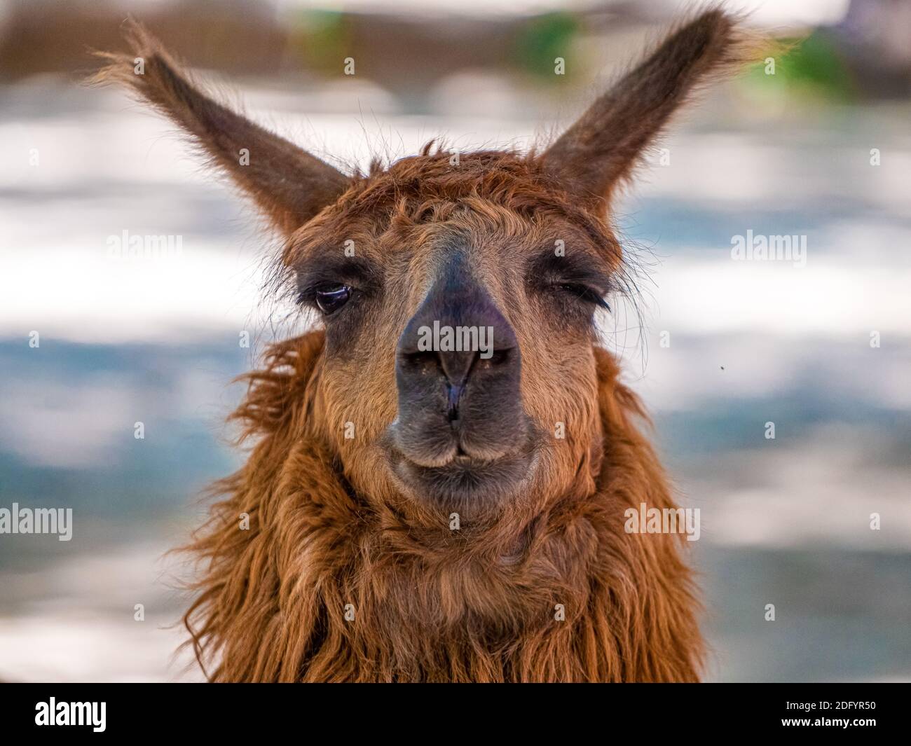 Lama ridente immagini e fotografie stock ad alta risoluzione - Alamy