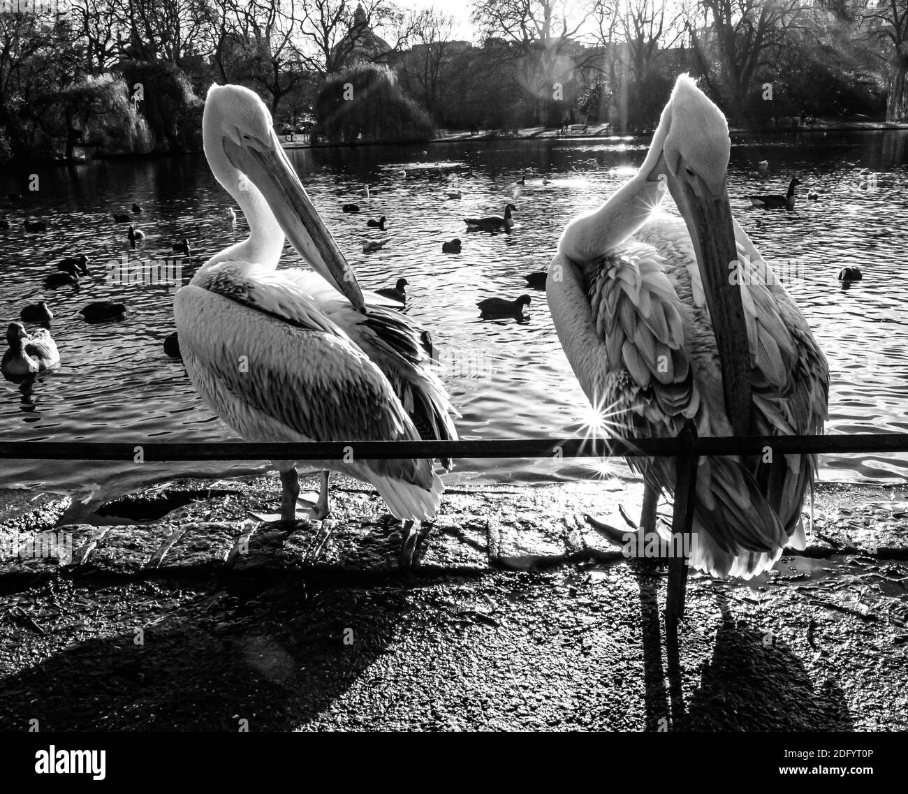 Un gruppo di pellicani adulti e giovani in piedi accanto a. Un lago a St James Park a Londra Foto Stock