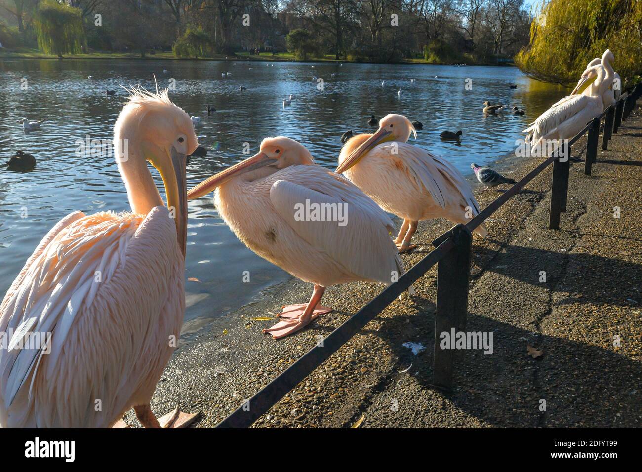 Un gruppo di pellicani adulti e giovani in piedi accanto a. Un lago a St James Park a Londra Foto Stock