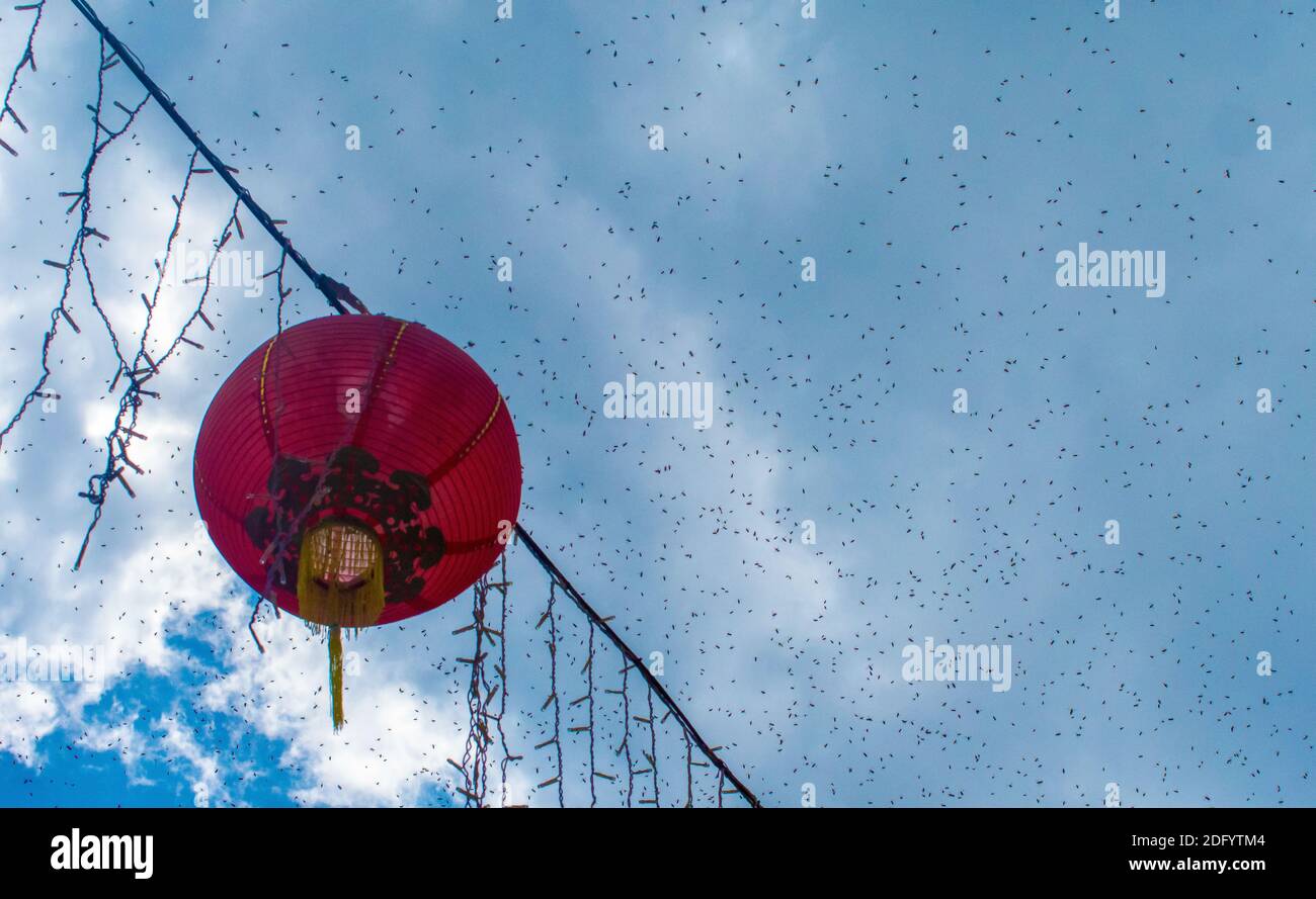 Un'enorme nuvola e sciame di insetti vola nel cielo accanto a una lanterna asiatica a Singapore, se Asia. Foto Stock