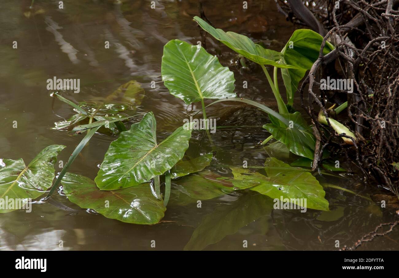 Cunjevoi (giglio nativo) alocasia brisbanensis. Grandi foglie verdi bagnate di questa pianta della foresta pluviale australiana parzialmente sommerse dopo una forte pioggia. DLD. Foto Stock