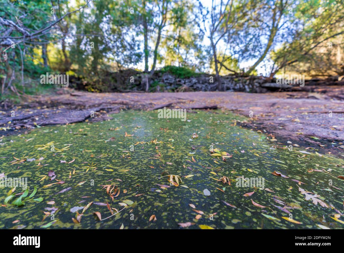 Fiume asciutto con laghetto marcio e foglie Foto Stock