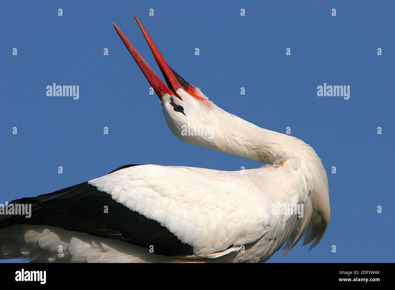 KlappeStorch Foto Stock