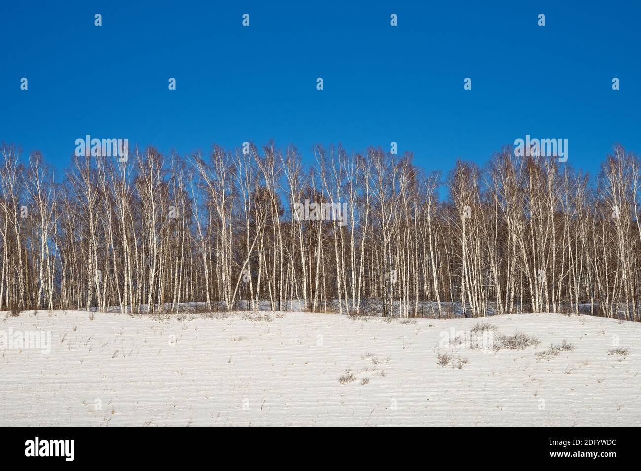 In una giornata invernale, gli uccelli bianchi si trovano in fila su un'alta collina innevata contro un cielo blu. Foto Stock