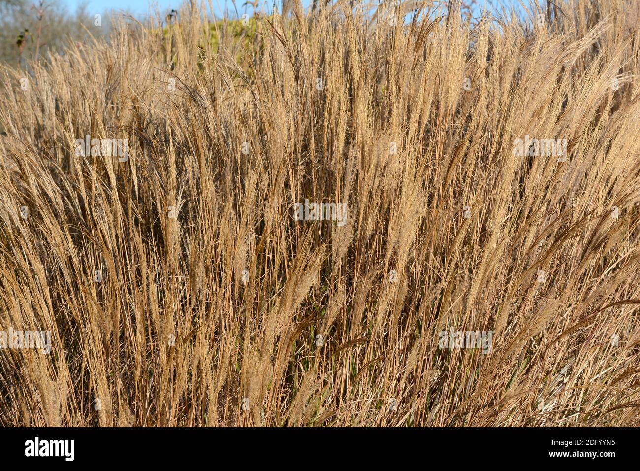 Miscanthus sinensis Yakushima in erba ornamentale invernale Foto Stock