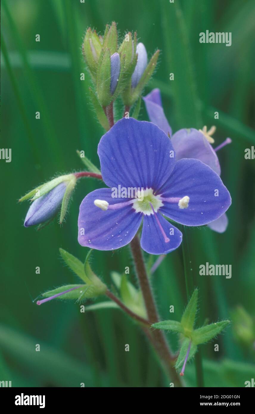 Gamander ehrenpreis, veronica chamaedrys, maennertreu, veronique petit-chene, germander speedwell Foto Stock