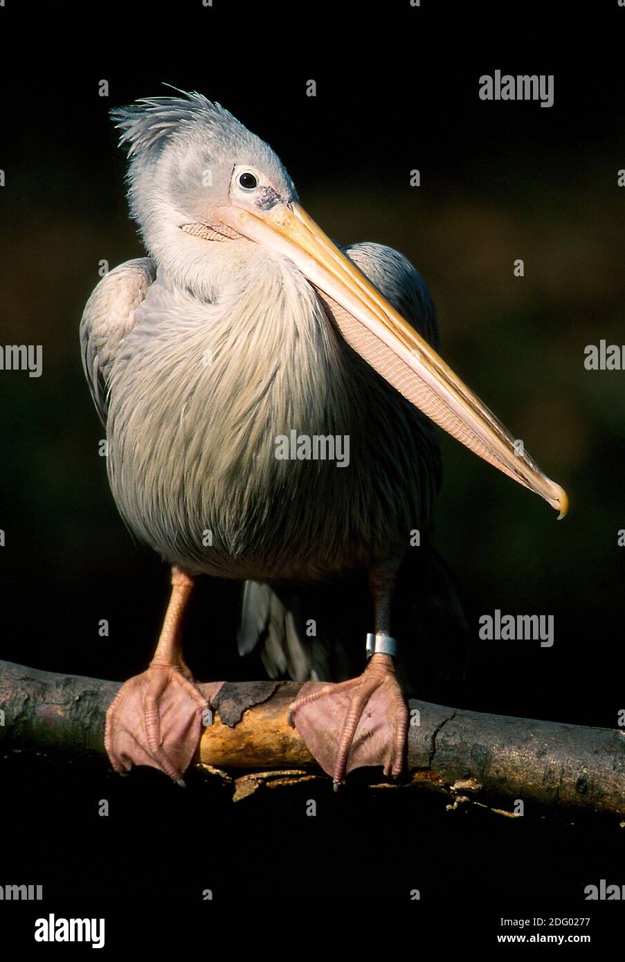 Roetelpelikan, roetelpelikan, pelecanus rufescens, pellicano con dorso rosa, pellicano grigio, pellicano grigio, pellicano con dorso di pinkbacked Foto Stock