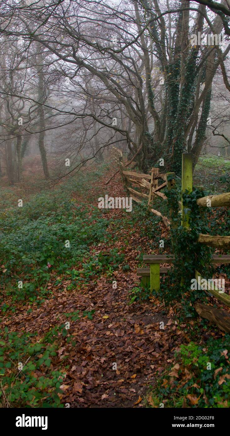 Immagine ritratto di boschi su inverni nebbie giorno con marrone fogliame sul terreno Foto Stock
