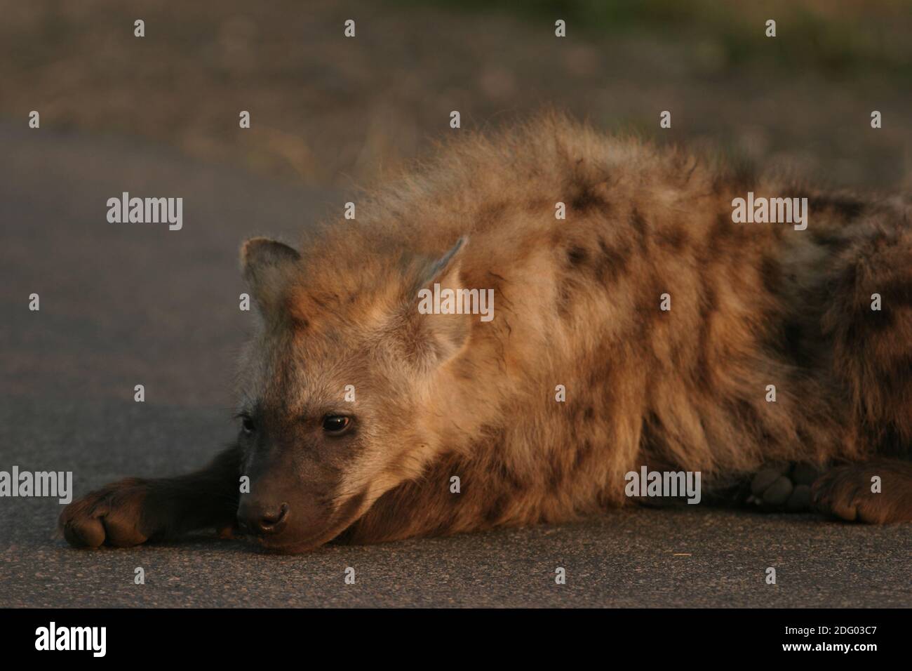 Tuepfelhyaene, Spotted Hyena, Southafricana, Suedafrika, Kruger NP Foto Stock