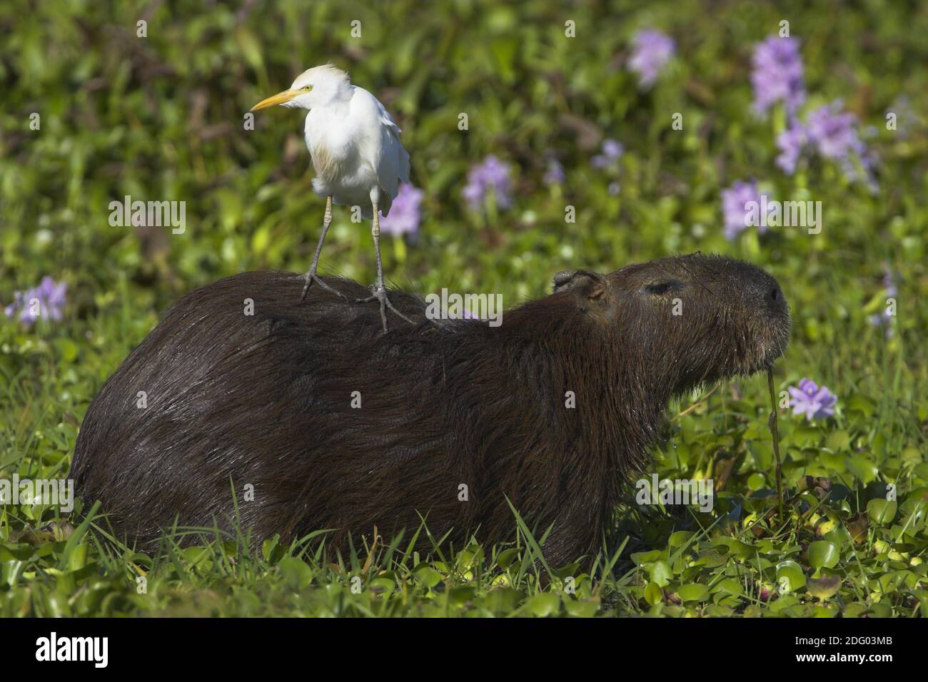 Capybara (Hydrochoerus hydrochaeris) mit Schmuckreiher, Capybara, Llanos de Orinoco, Venezuela Foto Stock