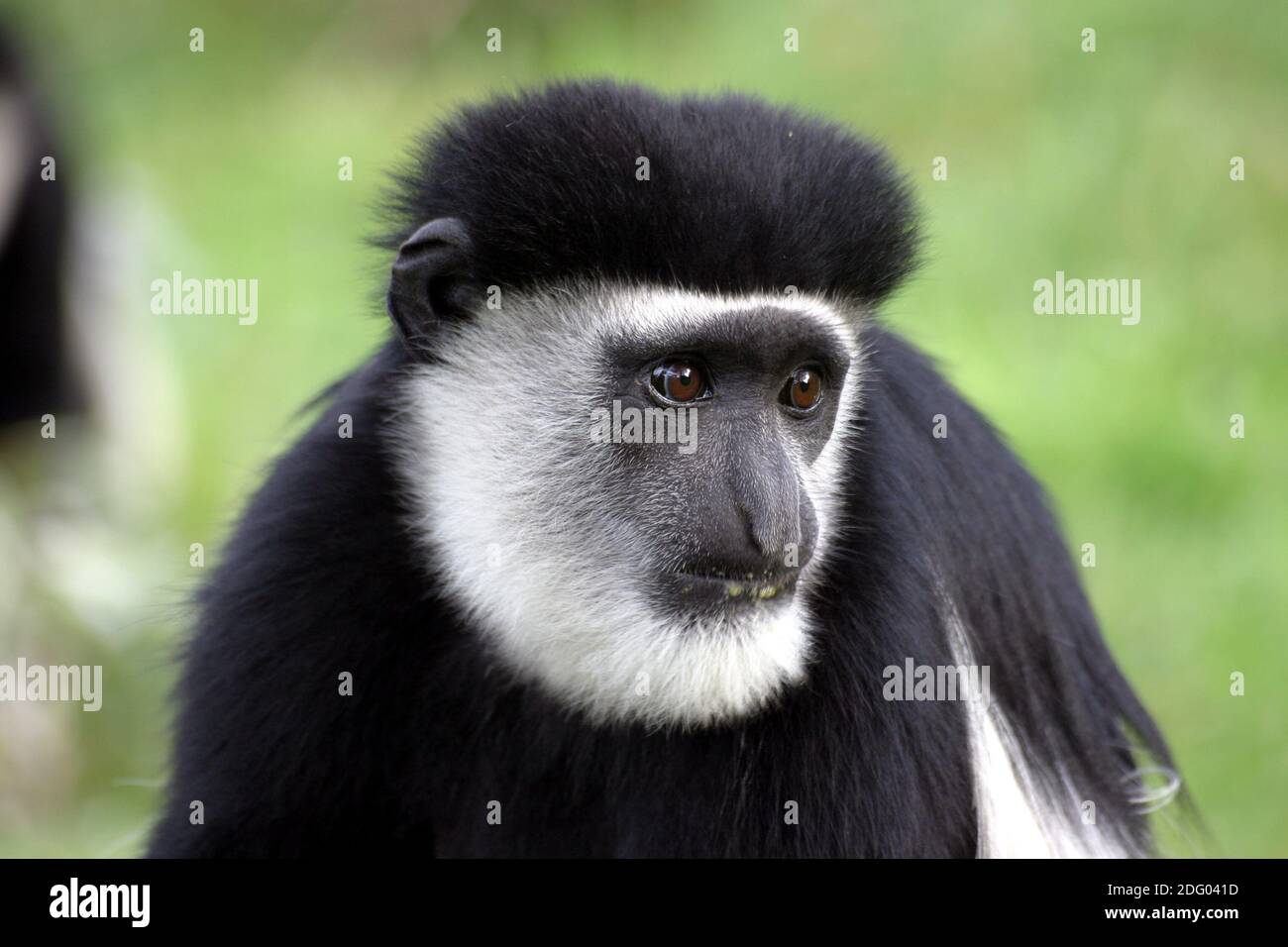 Mantelaffe, guereza, colobus guereza, colobus abissino bianco e nero, colobus nero e bianco orientale, noerdlicher guereza, Foto Stock