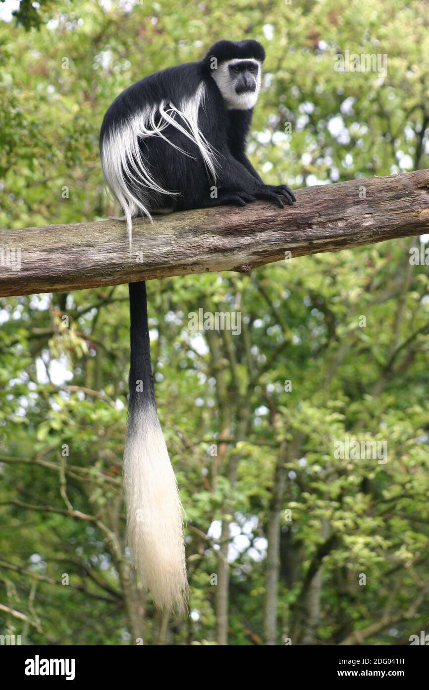 Mantelaffe, guereza, colobus guereza, colobus abissino bianco e nero, colobus nero e bianco orientale, noerdlicher guereza, Foto Stock