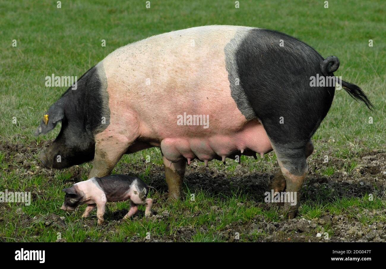 Svevo-Haellische Landschwein, Swabian Pig, razza tedesca Foto Stock