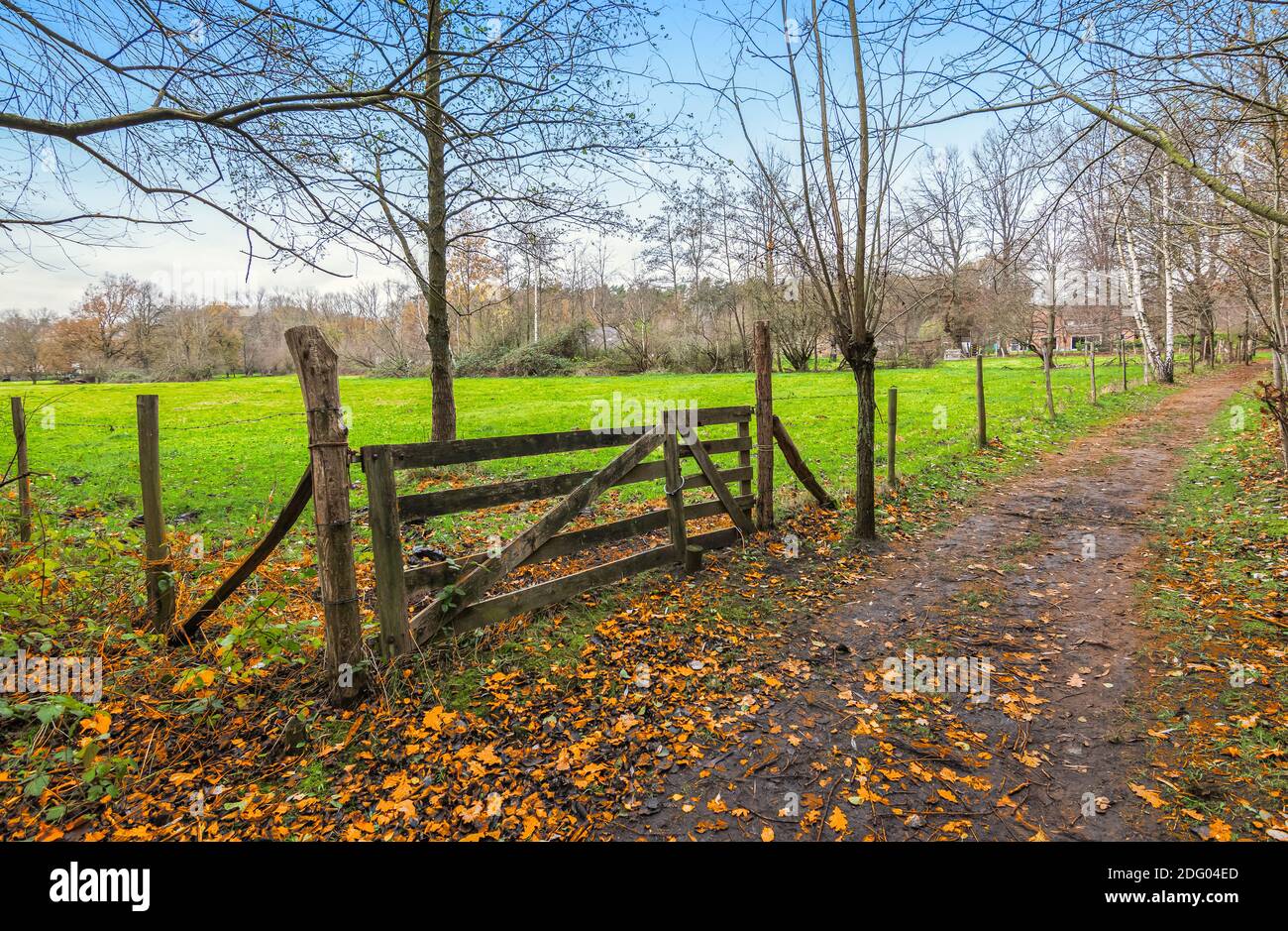 Paesaggio autunnale con sentiero escursionistico lungo un prato verde con cancello rurale in legno in Belgio. Foto Stock