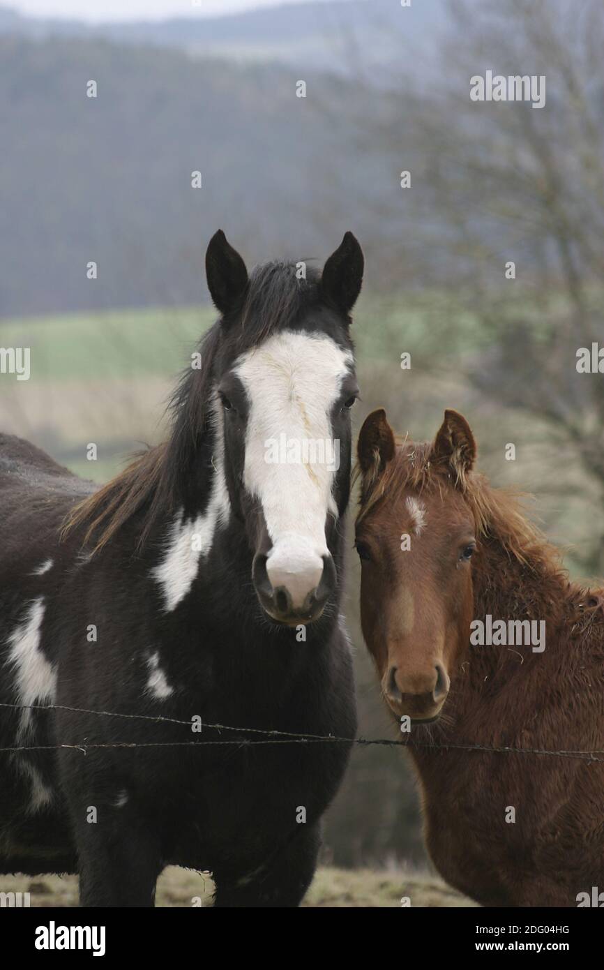 Quarti di cavallo nel pascolo invernale, sul Paddock invernale Foto Stock