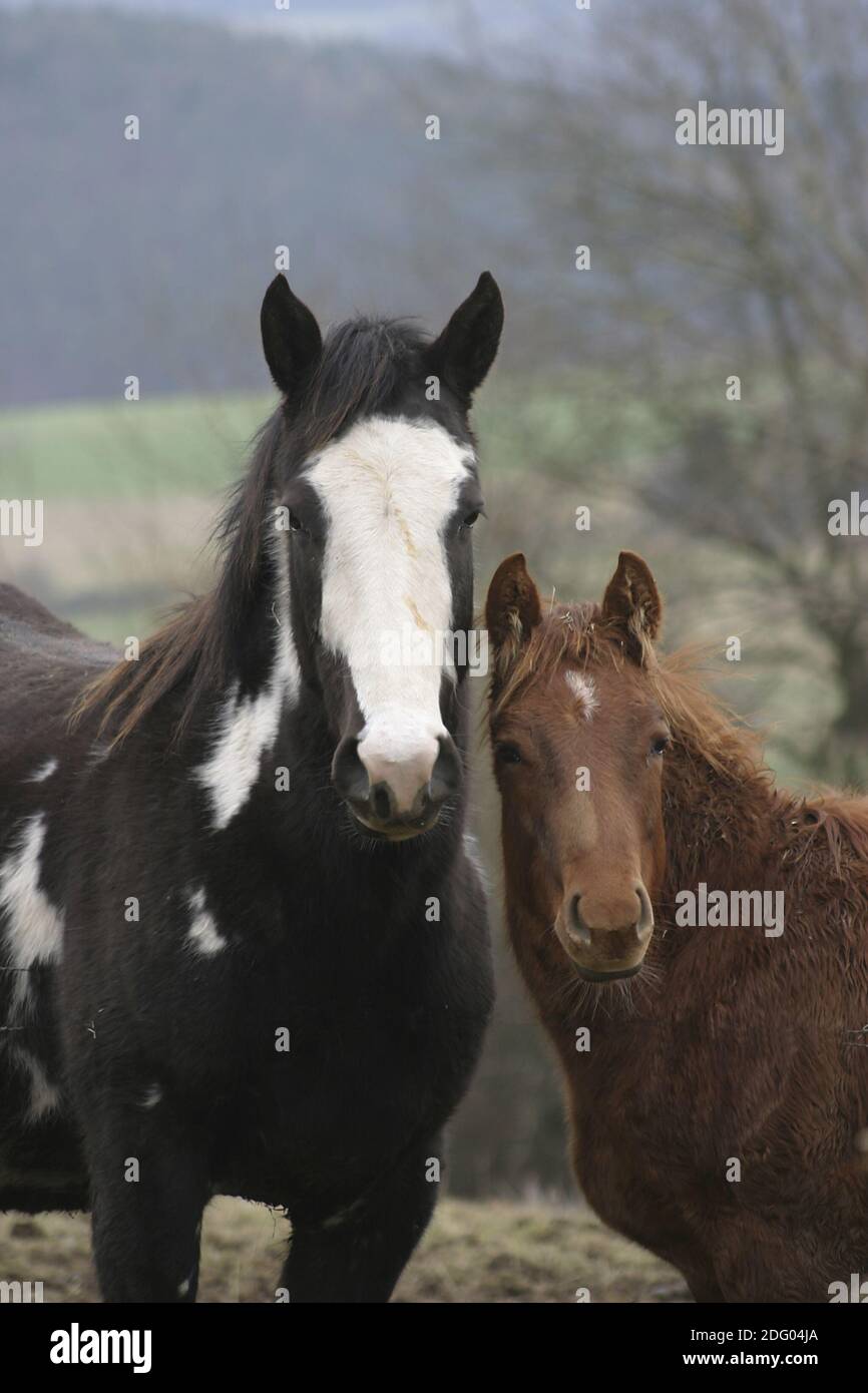 Quarti di cavallo nel pascolo invernale, sul Paddock invernale Foto Stock