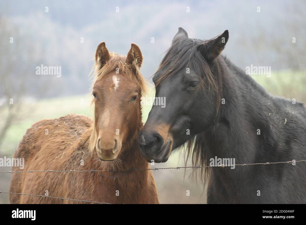 Quarti di cavallo nel pascolo invernale, sul Paddock invernale Foto Stock