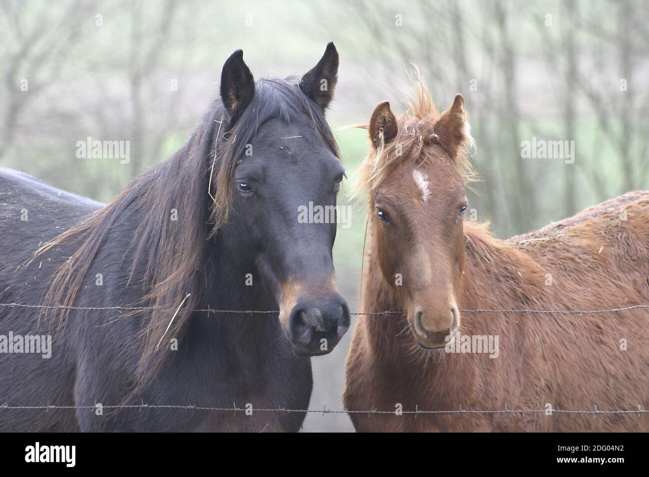 Quarti di cavallo nel pascolo invernale, sul Paddock invernale Foto Stock
