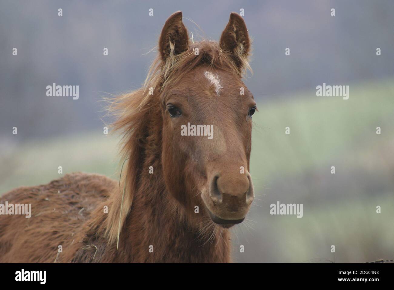 Quarti di cavallo nel pascolo invernale, sul Paddock invernale Foto Stock