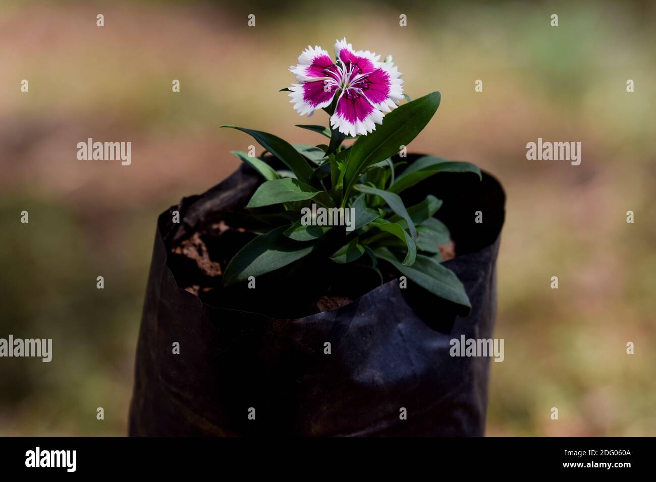 Dolce william Barbarini viola e bianco fiore bicolore Dianthus noto anche come Pinks in nero crescere borsa con stelo folliage con sottili foglie verdi. B Foto Stock