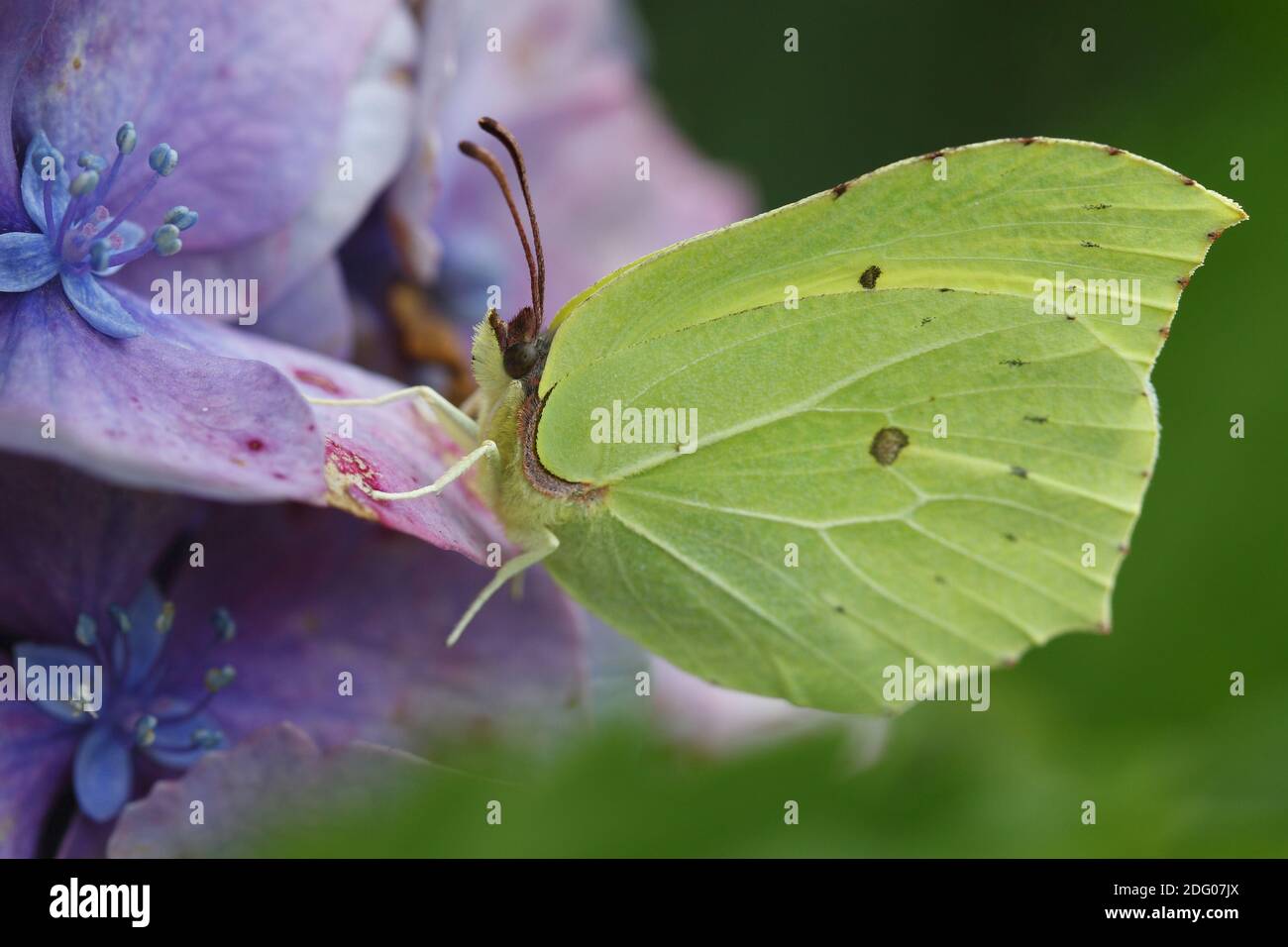 Farfalla al limone, Gonepteryx rhamni Foto Stock