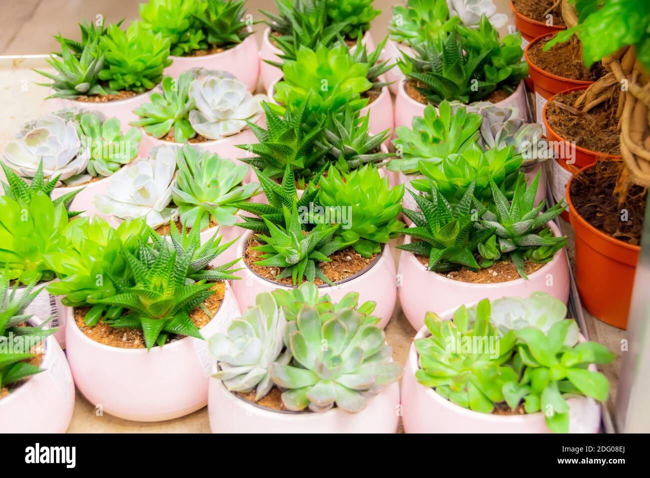 Varie piante succulente in piccoli vasi bianchi dall'Olanda per la vendita, agave Foto Stock
