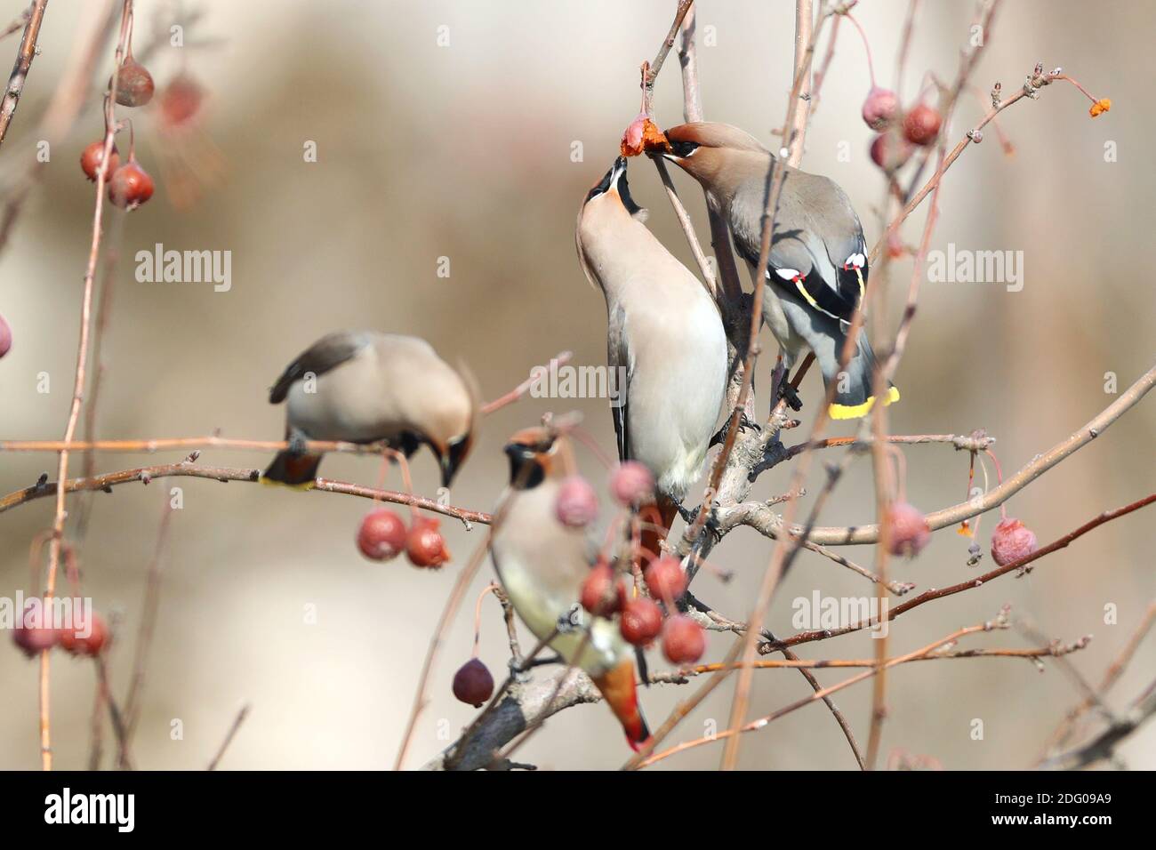 Zhangjiakou. 7 Dic 2020. Foto scattata il 7 dicembre 2020 mostra gli uccelli di waxwing al Renmin Park di Zhangjiakou, provincia di Hebei, nella Cina settentrionale. Credit: WU Diansen/Xinhua/Alamy Live News Foto Stock