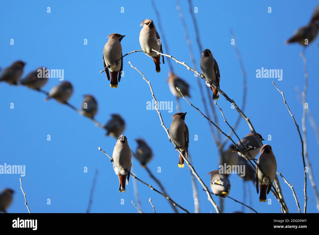 Zhangjiakou. 7 Dic 2020. Foto scattata il 7 dicembre 2020 mostra gli uccelli di waxwing al Renmin Park di Zhangjiakou, provincia di Hebei, nella Cina settentrionale. Credit: WU Diansen/Xinhua/Alamy Live News Foto Stock