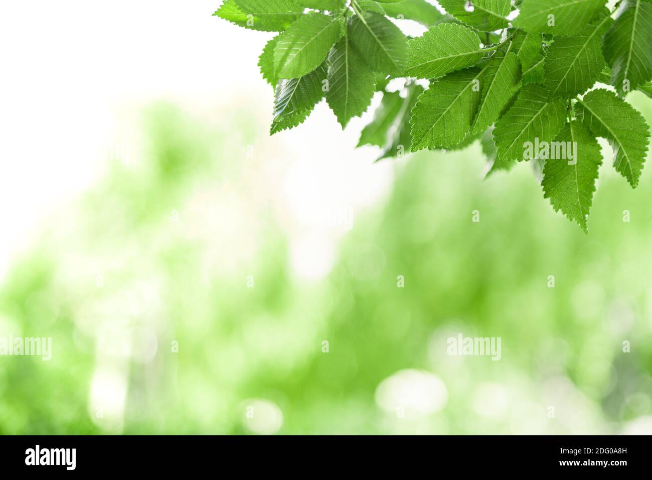Foglie verdi fresche in estate o in primavera. Telaio fatto da foglie di albero verde. Sfondi naturali. Confine panoramico della natura Foto Stock