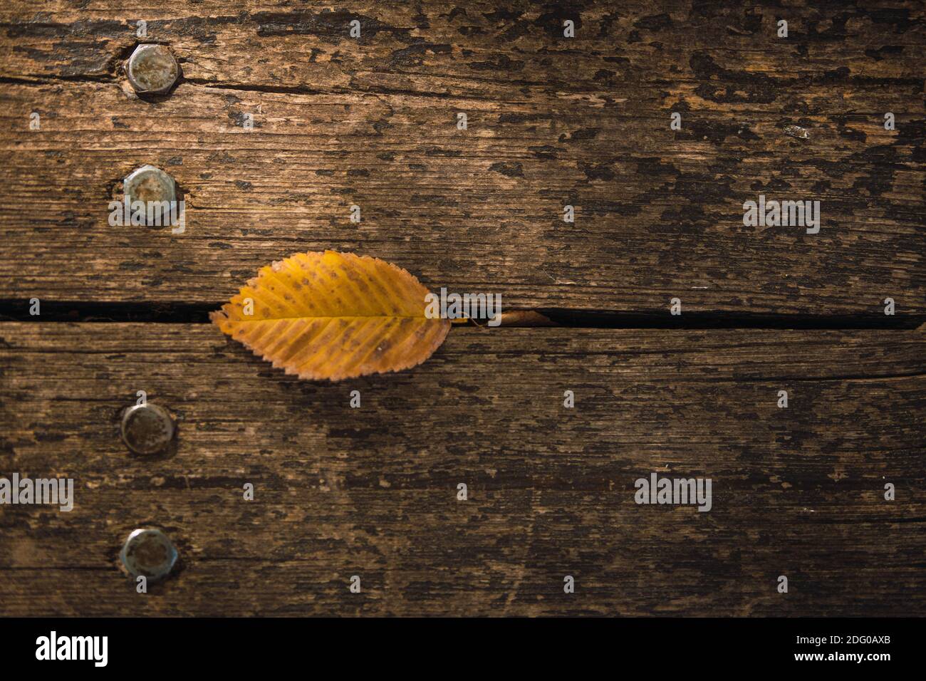 foglia gialla d'autunno su legno invecchiato con viti metalliche Foto Stock